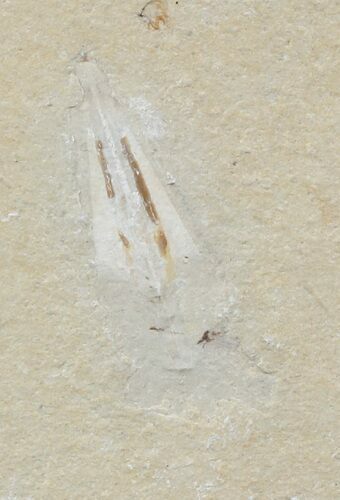 Cretaceous Fossil Squid - Soft-Bodied Preservation #48587